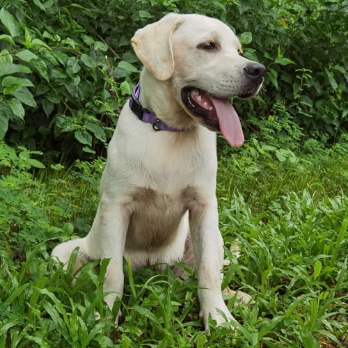 Premium Classic Nylon Adjustable Dog Collars,Soft and Smooth Regular 3/4 Inch Wide Dog Collars with Quick Release Buckle for Medium Dogs Walking,Training. (Medium, Ultra Violet) - color: Ultra Violet, size: Medium 13-17 Inches