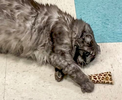 Purrfect Pounce Refillable Cat Toy with Catnip Included - Handmade in the USA, Interactive Leopard Design - Easy Refill Opening
