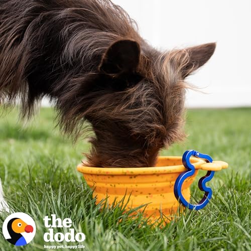 The Dodo Collapsible Dog Bowl, Yellow; Travel Dog Bowl That Folds Flat and Clips with Carabiner for Easy Storage and Carry - color: Yellow