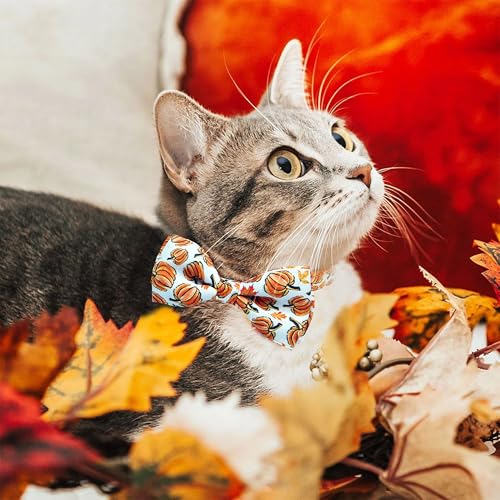 Fall Thanksgiving Harvest Cat Collar with Removable Bow Tie and Bell, Holiday Safety Breakaway Collar with Turkey and Pumpkin Spice Pattern for Boys and Girls Kitties Kittens - color: Thanksgiving Pumpkin