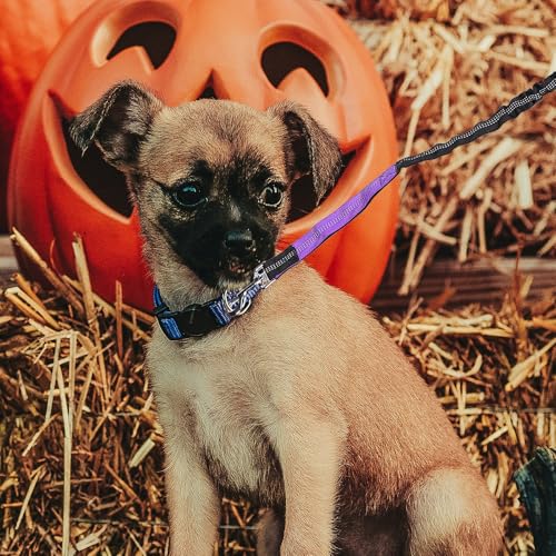 DOITOOL Hands Free Dog Running Leash Waist Belt Nylon Rope Leash for Medium Dogs Jogging Training with Safety Reflective Purple