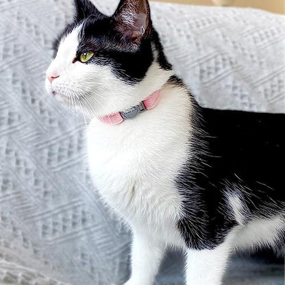Personalized Breakaway Cat Collar with Engraved Name and Phone Number - Customizable Kitten Collars for Boys and Girls - color: Velvet Breakaway