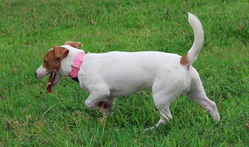 Mikivery Nylon Dog Collar with Quick Release Buckle Soft Adjustable Sturdy for Small Medium Large Dogs Pink,M - color: BabyPink, size: M：13"-20"