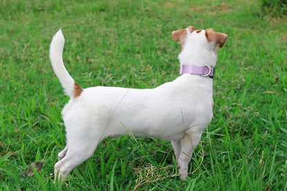 Mikivery Nylon Dog Collar with Quick Release Buckle Soft Adjustable Sturdy for Small Medium Large Dogs Violet,L - color: Violet, size: L：17.5"-25.5"