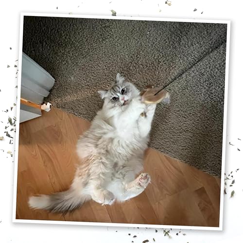 Meowijuana Jump 'n' Jamb Door Hanging Cat Toy Bundle | Funky Monkey + Happy Grass Blend | Refillable Interactive Catnip Toy | Promotes Play and Cat Health | Potent Catnip Grown in North America - color: Funky Monkey Bundle