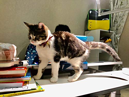 Cute Bowtie Cat Collar with Bell. Japanese Stylish Bowknot & Fish Charm. Safety Breakaway, Soft, Lightweight, for Girl Boy Male Female Cats Kitten,Navy Blue - color: Navy Blue, size: Small (6-9.5 inches)