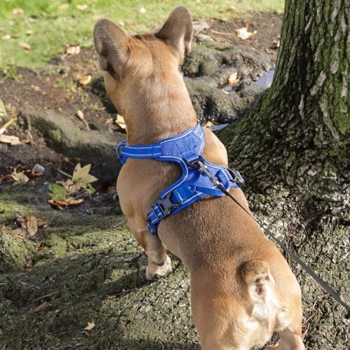 Voyager Dog Harness Dual Leash Attachment No-Pull Control Adjustable Soft but Strong Pet Harness for Medium and Large Dogs with 3M Reflective Technology, Leash Set Royal Nylon, S (Chest: 16-20") - color: Leash Set Royal Nylon, size: S (Chest: 16 - 20")