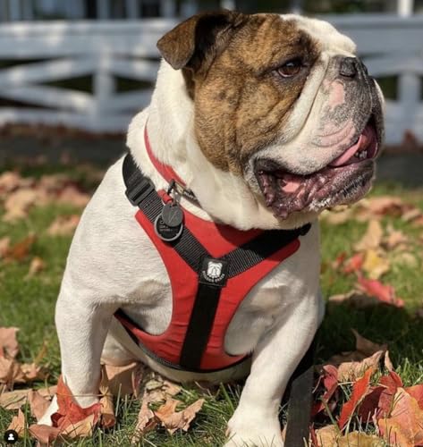 No-Pull Harness for English & French Bulldogs - Adjustable Wide-Chest Fit, Reflective Vest with Control Handle (Bulldog Red, XL) - color: Bulldog Red, size: XL