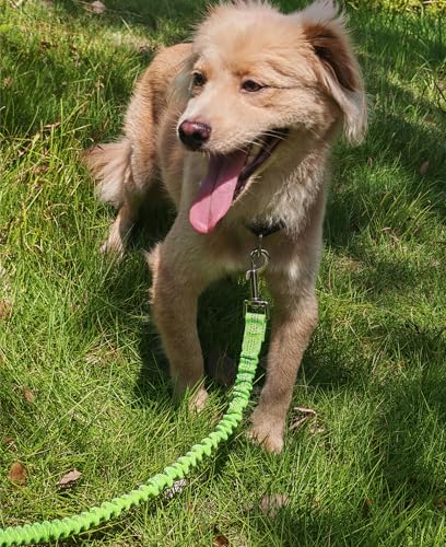 Bungee Dog Leash- 5FT Shock Absorbing & Reflective Nylon Leash | Anti-Pull Training for Small/Medium Dogs | 2cm Wide, 6 Colors (Green) - color: Green