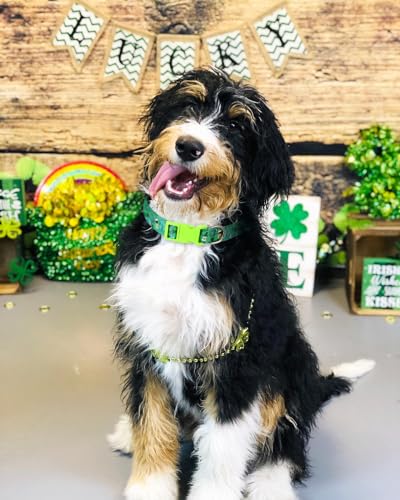 St Patricks Day Dog Collar 2 Pack, Shamrock Dog Collar Green for Medium Dogs - color: St Patricks Day, size: M