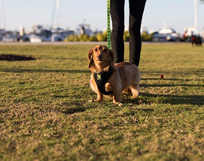 EcoBark Teacup Dog Leash - Soft & Reflective Toy Breed Leashes with Padded Handle - Strong & Durable - Training and Pulling for Tiny & Small Dogs (Green) - color: Green, size: 6 ft x 5/8 in - Thinnest Width