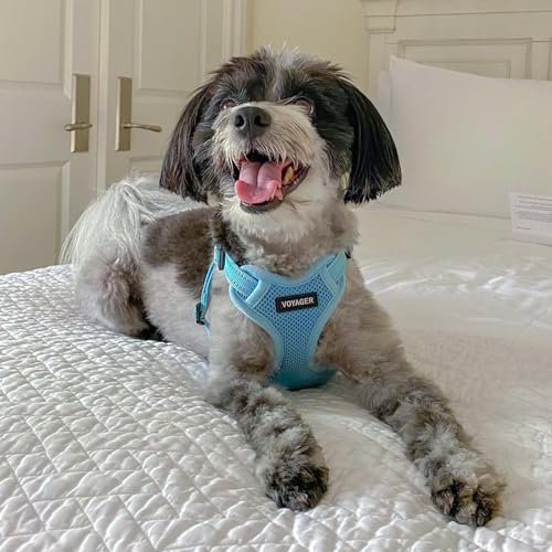 Best Pet Supplies Voyager Adjustable Step-In Flex Breathable Mesh Dog Harness for Small Medium Large Dogs (Baby Blue), XL - color: Harness (Baby Blue), size: XL