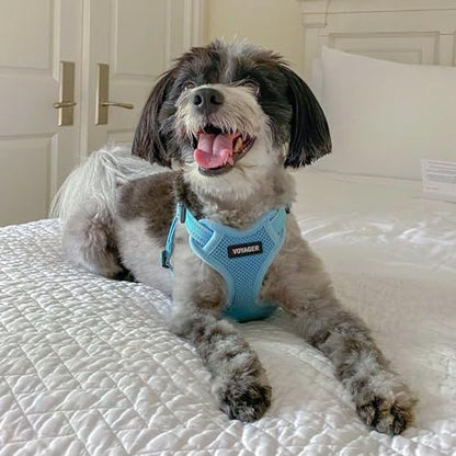Best Pet Supplies Voyager Adjustable Step-In Flex Breathable Mesh Dog Harness for Small Medium Large Dogs (Baby Blue), XL - color: Harness (Baby Blue), size: XL