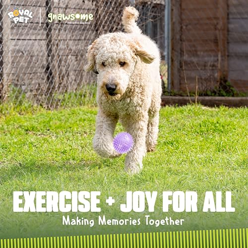 Gnawsome Medium Squeaker Ball Dog Toy, Medium 3.5", Colors will vary, All Breed Sizes - size: Medium