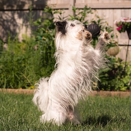 Chew King Supreme Durable Rubber Dog Ball for Aggressive Chewers, Treat-Dispensing Heavy-Duty Chew Toy with Safety Air Vent, Interactive Dog Toy for Training & Enrichment, Small 2.5" Fetch Ball - color: A) Small 2.5" Ball