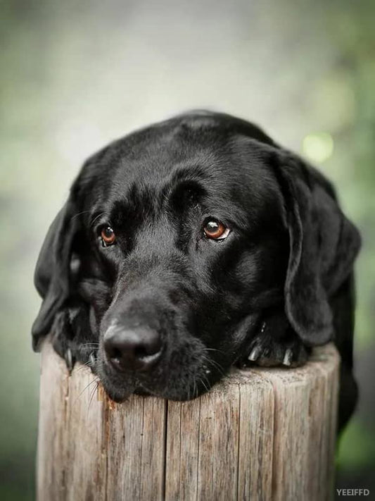 Fun Jigsaw Puzzle 1000 Pieces for Adults Black Dogs Labrador Wood Puzzle Art for Family and Friends Educational Gift Home Decor 29.5 x 20 in