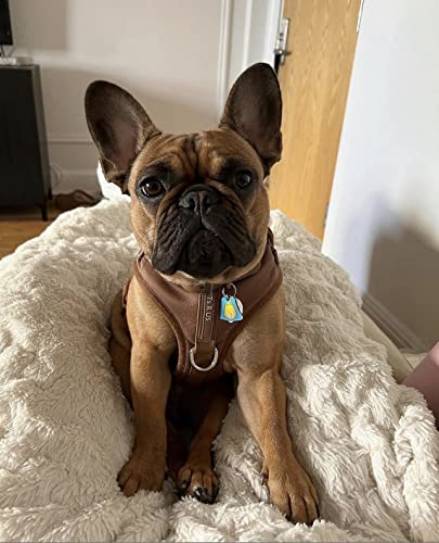 Premium No-Pull Dog Harness Soft Neoprene & Breathable Mesh Vest with Front & Back Clip D-Rings Adjustable Lightweight Walking Harness for Puppies, Small & Medium Dogs (Bronze Brown Gold, XS) - color: Bronze Brown Gold, size: XS: Neck 10.6-14.2'', Chest 1