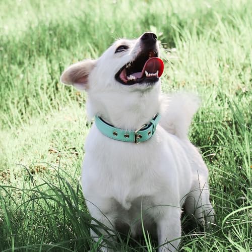 Didog Soft Padded Dog Collars for Small Dogs, Lightweight and Breathable Dog Collar with Metal Buckle, Green, M - color: Green, size: M: Fit 11-15" Neck
