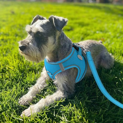 Joytale Small Dog Harness, Breathable Mesh Step-in Vest, Reflective Soft Padded Harnesses for Cats and Puppies Dogs, Sky Blue, XXXS - color: SkyBlue, size: XXXS--Chest: 10.5-12''