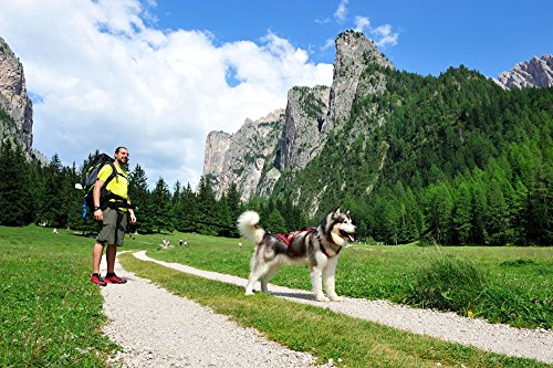 Neewa Tug Line with Bungee (1.5m (5ft), Black), To Run with Your Dog, Hands-Free Dog Leash - size: 1.5 - 2.0 m
