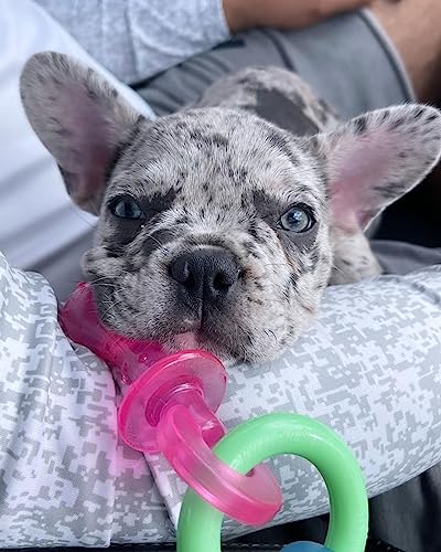 Nylabone Puppy Pacifier Chew Toy, Teething Toys for Puppies, Bacon Flavor, Small - Up to 25 lbs, 1 Count - color: Pacifier