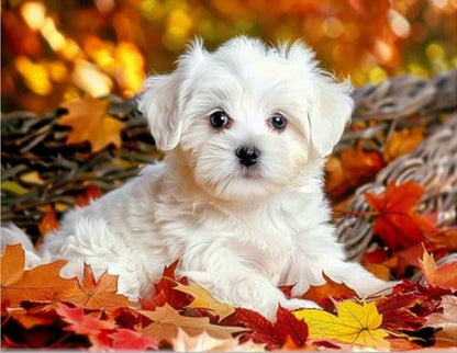 Fun Jigsaw Puzzle 1000 Pieces for Adults Full Square Cute White Dog, Crystal Maple Leaf Dog Puzzle Challenging Educational Fun for Home Kitchen Decor 29.5 x 20 in