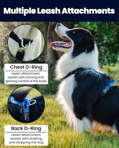 Non-Restrictive Dog Harness, Easy Walk Freedom No Pull Harness, Keep Balance, Neck-Buckle, Six Points Adjustment, 2 Leash Clips for Back and Front Clip (Blue/Black, X-Small) - color: Blue/Black, size: XS