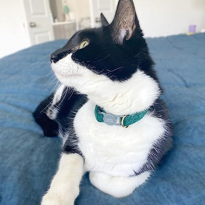 Personalized Breakaway Cat Collar with Engraved Name and Phone Number - Customizable Kitten Collars for Boys and Girls - color: Velvet Breakaway