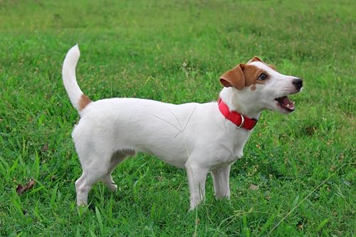 Mikivery Nylon Dog Collar with Quick Release Buckle Soft Adjustable Sturdy for Small Medium Large Dogs Red,L - color: Red, size: L：17.5"-25.5"