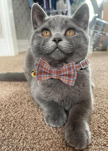 2 Pack Cotton Cat Collar, Removable Bowtie, Plaid Pattern, Safety Breakaway Clasp, Adjustable for Cats.(Adult Cat, Beige and Red) - color: Beige+Red