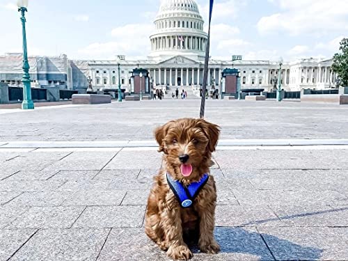 Gooby Choke Free Comfort X Soft Harness, Blue, Small - color: Blue, size: Small Chest (11.75-15.5")