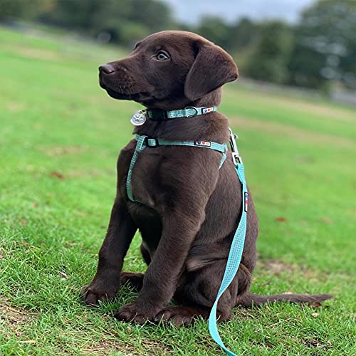 Pawtitas Reflective Dog Collar for Small Dogs – Adjustable Nylon Puppy Collar with Quick-Release Buckle | Fits Neck 11–16 in | Night Safety Training Collar | S | Blue - color: Blue, size: Small (Pack of 1)