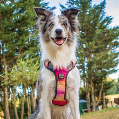 Embark Adventure Small Dog Harness – No-Pull, Reflective Trim, Military-Grade Nylon, Front Clip with Gel-Lined Handle, Soft & Padded Puppy Harness - color: Aurora, size: S