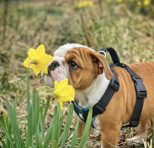 No-Pull Harness for English & French Bulldogs - Adjustable Wide-Chest Fit, Reflective Vest with Control Handle (Bully Blue Camo, Medium) - color: Bully Blue Camo, size: Medium