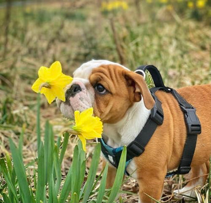 No-Pull Harness for English & French Bulldogs - Adjustable Wide-Chest Fit, Reflective Vest with Control Handle (Bully Blue Camo, Medium) - color: Bully Blue Camo, size: Medium