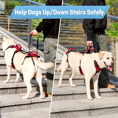 Dog Lifting Harness for Medium Dogs, Dual Handle Dog Support Harness for Daily Walking Assistance, Male Dog-Friendly, Breathable & Easy On Mobility Aid, Red, M - size: Medium