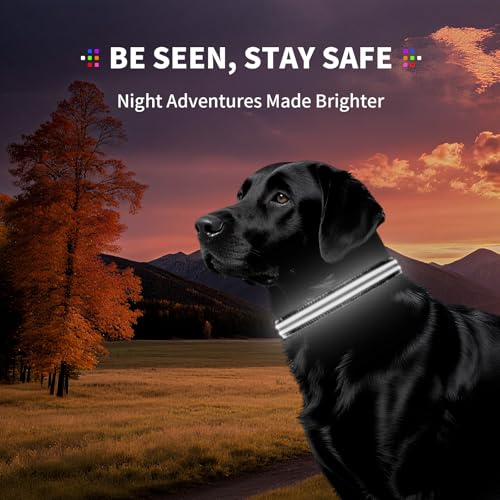 Dog Light up Collar for Night Walking - High Visibility LED Dog Collar - Rechargeable - Waterproof - Reflective - Adjustable Lighted Glow Collars(White,Large) - color: White, size: Large (18" - 23")