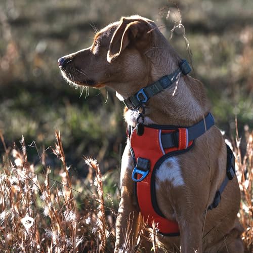 Embark Adventure Small Dog Harness – No-Pull, Reflective Trim, Military-Grade Nylon, Front Clip with Gel-Lined Handle - color: Orange, size: S
