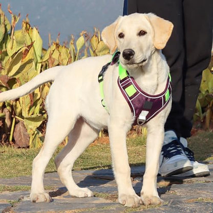 dPois Adjustable Reflective Dog Harness with Back Handle Tactical Padded Vest for Control Easy Walking Large Breed Dogs Purple Large - color: Purple, size: Large