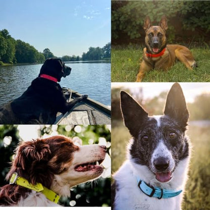 Heavy Duty Waterproof No Smell Dog Collar, Stronger Than Leather, for Active Dogs, Bathing, Dog Parks, Beach, Lake, Trails, Easy on Skin & Fur (Green/Blue, Medium) - color: Green/Blue, size: Medium