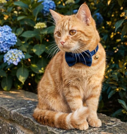 Personalized Velvet Cat Collar with Bell, Custom Engraved Name and Phone Number, Adjustable Luxury Kitten Collar, Non-Breakaway Secure ID Collar for Cats and Kittens - color: Dark Blue, size: S
