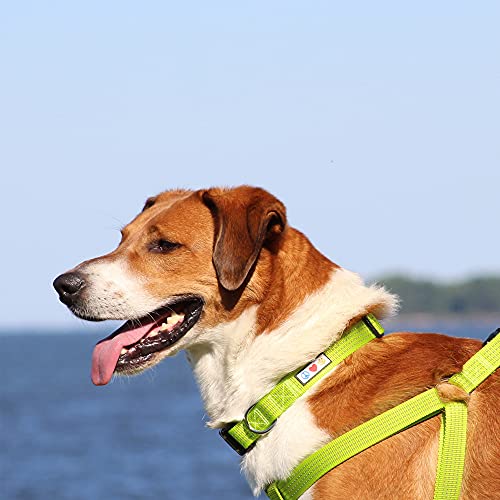 Pawtitas Reflective Dog Collar for X-Small Dogs – Adjustable Nylon Puppy Collar with Quick-Release Buckle | Fits Neck 8–13 in | Night Safety Training Collar | XS | Black - color: Black, size: X-Small (Pack of 1)