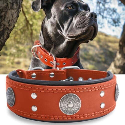 Leather Dog Collar, 2 inches Wide Heavy Duty Genuine Leather Collars, Handmade, Soft, and Luxury, Eye-catching Best Choice for Large and Medium Breed Dogs, Orange 18.5-22.5 in - color: Orange, size: 18.5-22.5 in
