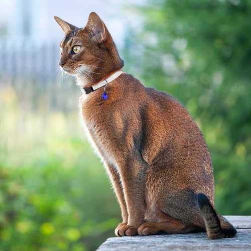 Breakaway Cat Collar with Bell - Leather Adjustable Kitten Collars with Safety Quick Release Buckle - Soft Small Pet Collars for Girl & Boy Cats (White) - color: White