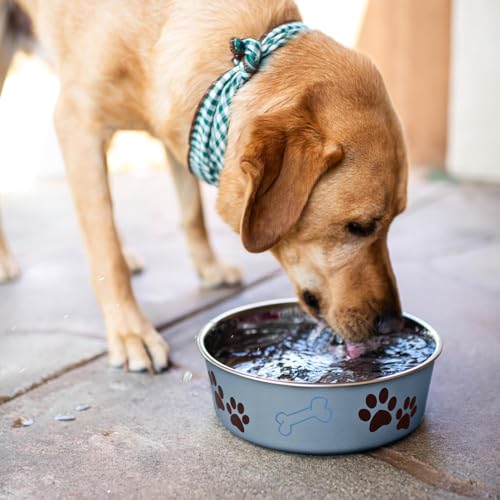 Loving Pets Bella Dog Bowls - Stainless Steel Dog & Cat Bowls - Spill Proof Dog Food Bowl, Cat Bowl, Puppy Essentials & Pet Supplies Great for Home & Travel (Small 10-20 lbs, Blueberry) - color: Blueberry, size: Small (10-20lbs)