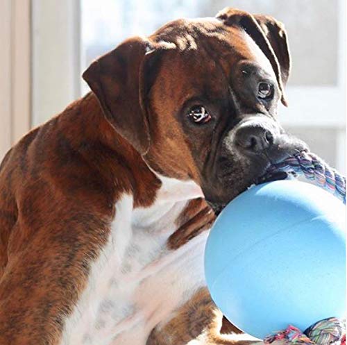 Jolly Pets Romp-n-Roll Rope and Ball Dog Toy, 8 Inches/Large, Blueberry, All Breed Sizes - color: Blueberry, size: Large (8 in)