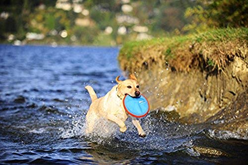 Chuckit! Paraflight Flying Disc Dog Toy, Small (6.75") and Chuckit! Flying Squirrel Fetch Dog Toy, Size Medium (9.5" Diameter) - size: Small, style: Flyer + Dog Toy, (Orange/Blue)
