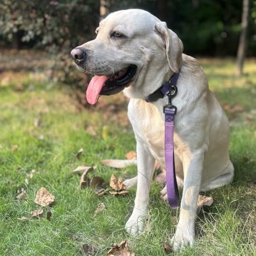 Premium Classic Sturdy Nylon Adjustable Dog Collars,Soft and Smooth Regular 1 Inch Wide Dog Collars with Quick Release Buckle for Large Breed Dogs Walking,Training. (Large, Ultra Violet) - color: Ultra Violet, size: Large 16-24 Inches