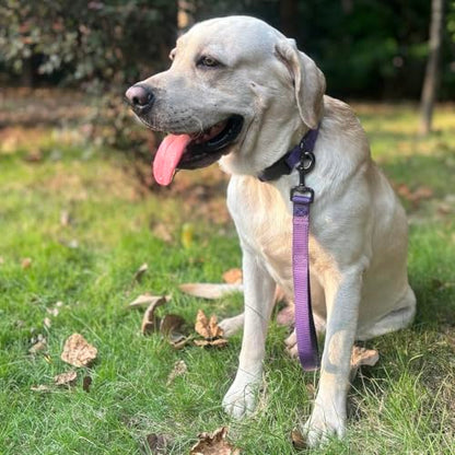 Premium Classic Sturdy Nylon Adjustable Dog Collars,Soft and Smooth Regular 1 Inch Wide Dog Collars with Quick Release Buckle for Large Breed Dogs Walking,Training. (Large, Ultra Violet) - color: Ultra Violet, size: Large 16-24 Inches