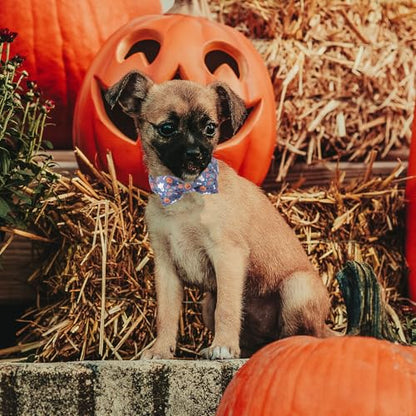 Halloween Dog Collar with Bow Tie - Cute Ghost Pumpkin Halloween Puppy Collar, Adjustable Metal Buckle Holiday Bowtie Dog Collars for Small Medium Large Dogs S - color: B-Navy Ghost Pumpkin, size: S